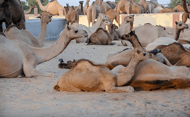 Bikaner Camel Breeding Farm