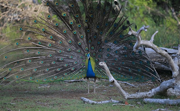 Gajner Wildlife Sanctuary