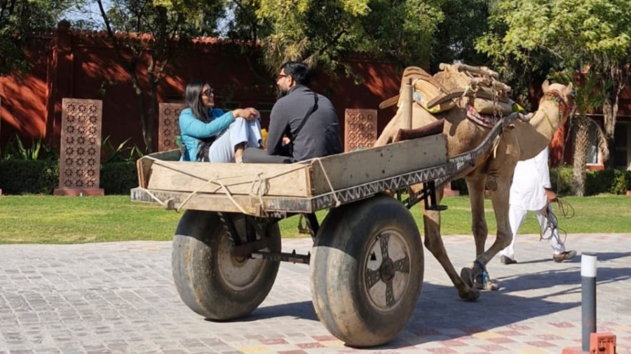 Camel Ride